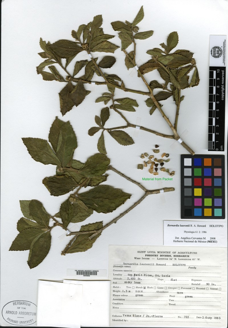 Bernardia laurentii