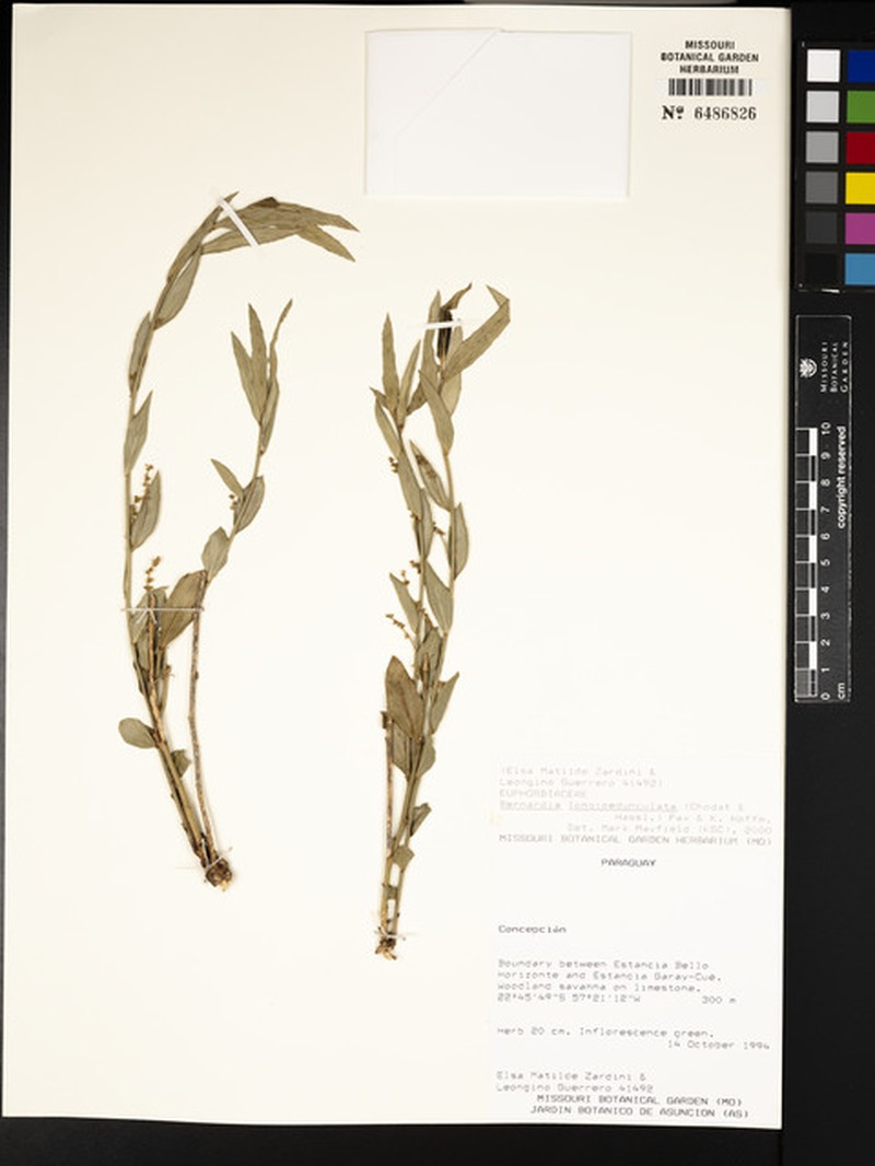 Bernardia longipedunculata