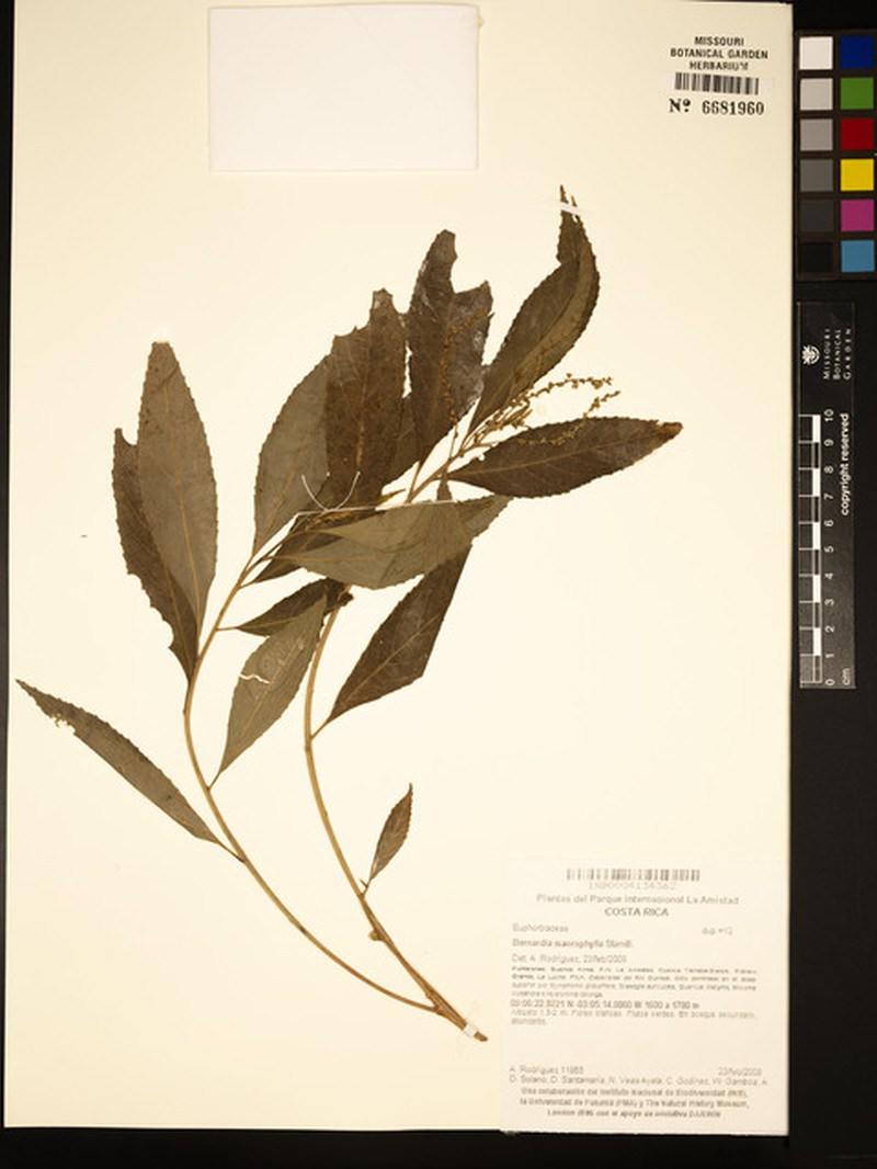 Bernardia macrophylla