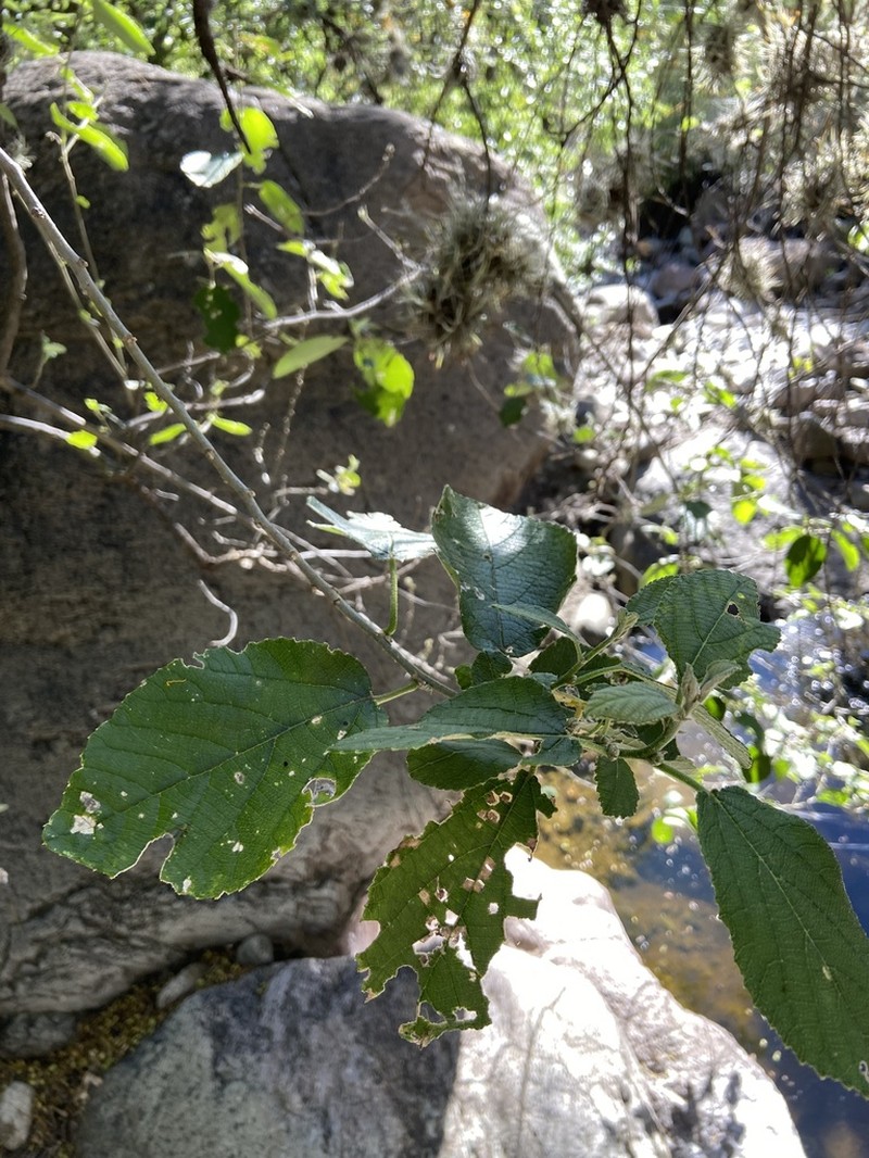 Bernardia mexicana