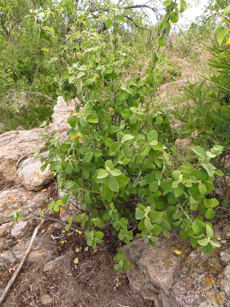Bernardia mexicana photo 3