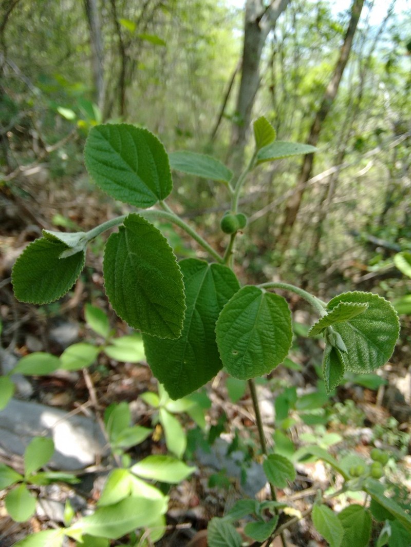 Bernardia mexicana photo 4