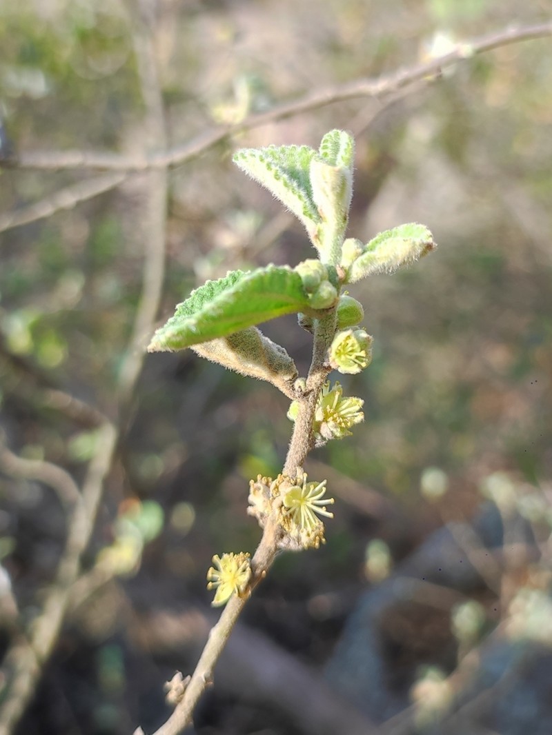 Bernardia mexicana photo 5