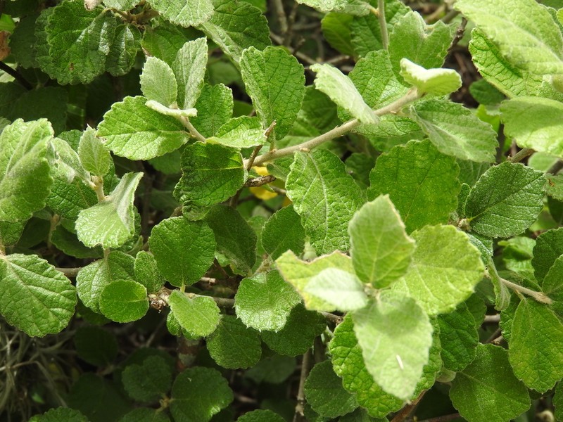 Bernardia mexicana photo 8