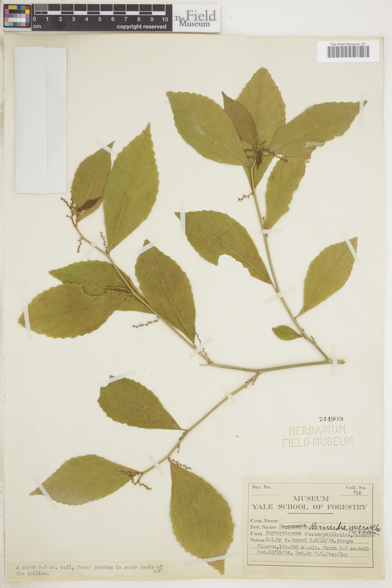 Bernardia micrantha