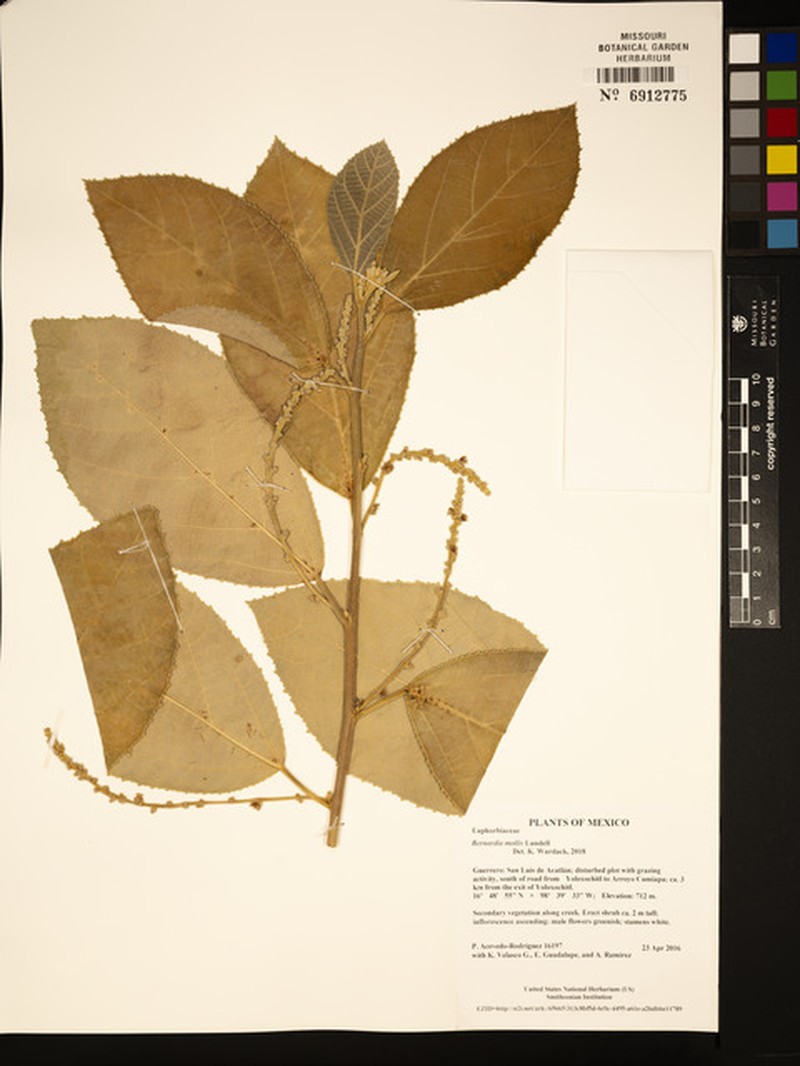 Bernardia mollis