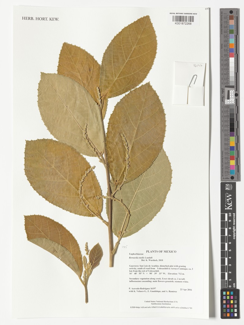 Bernardia mollis photo 3