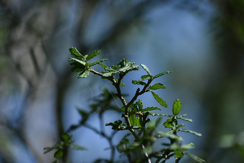 Mouse's Eye