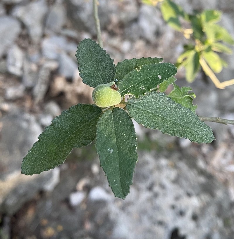 Mouse's Eye photo 4