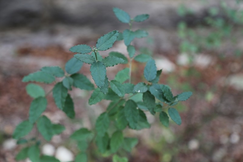 Mouse's Eye photo 6