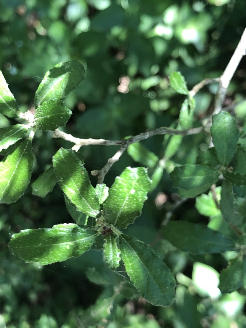 Mouse's Eye photo 8