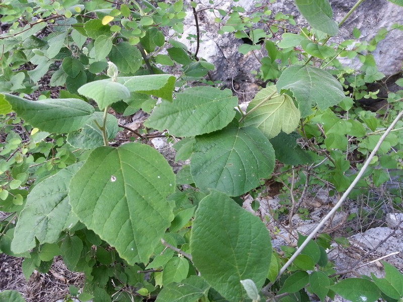 Bernardia nicaraguensis photo 2