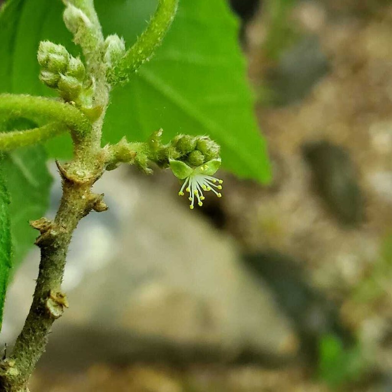 Bernardia nicaraguensis photo 3