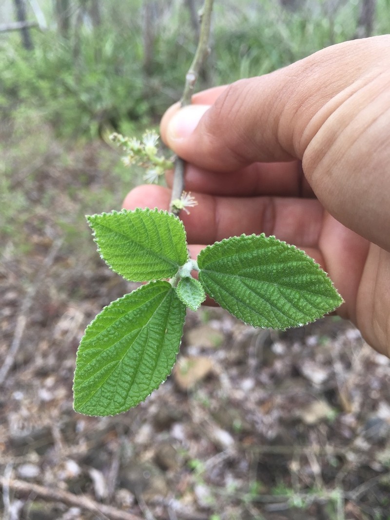Bernardia nicaraguensis photo 4