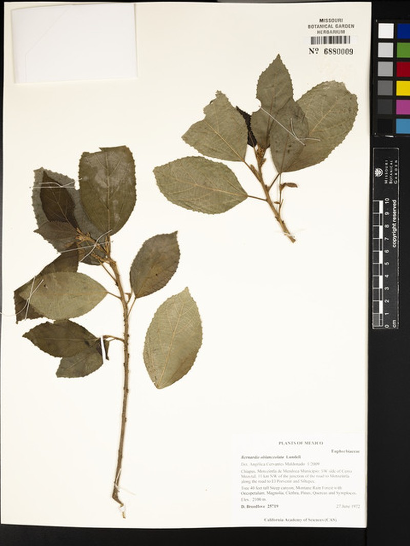 Bernardia oblanceolata