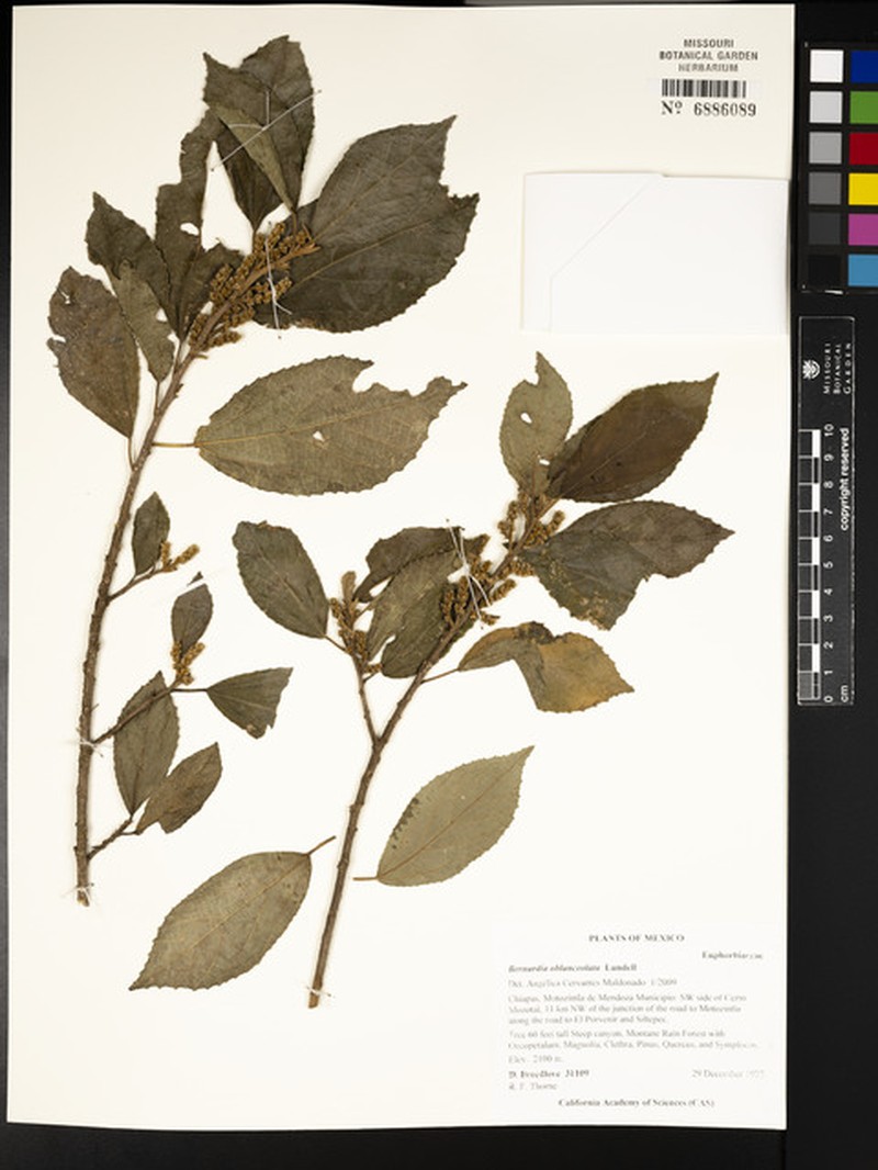 Bernardia oblanceolata photo 3