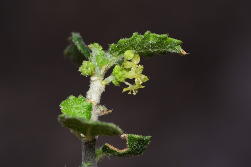 Desert Myrtlecroton