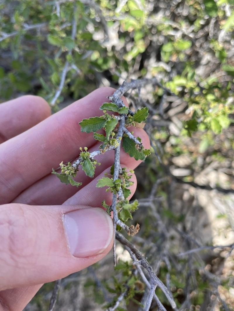 Desert Myrtlecroton photo 3