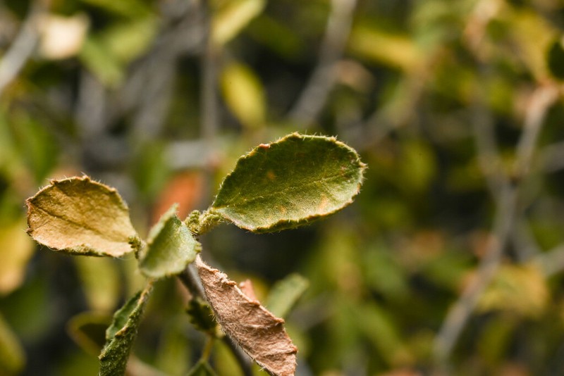 Desert Myrtlecroton photo 4