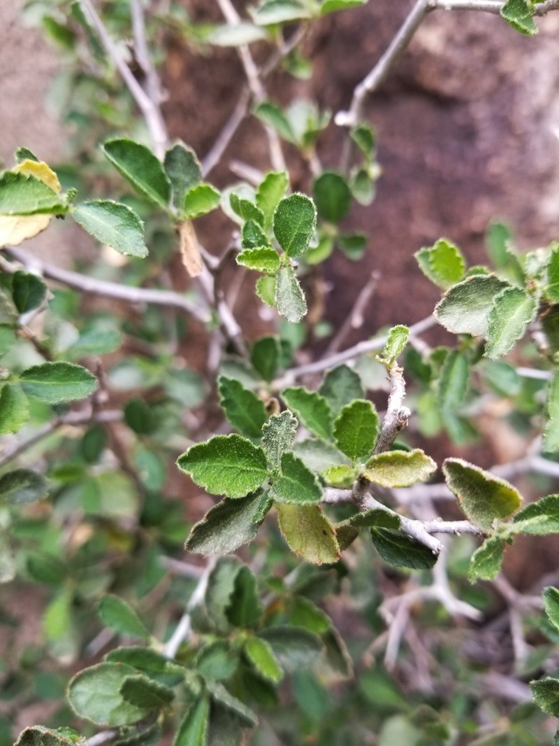 Desert Myrtlecroton photo 5