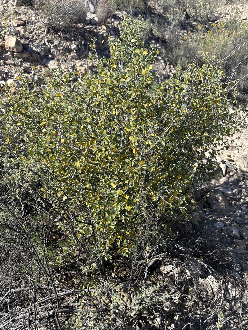 Desert Myrtlecroton photo 6