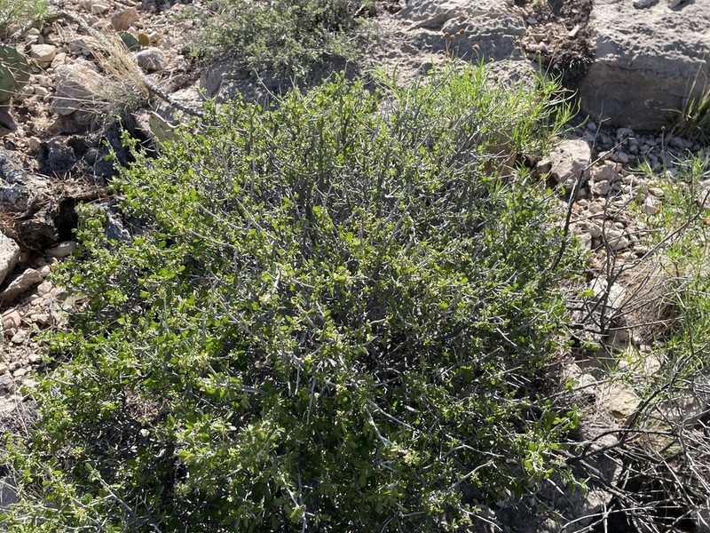 Desert Myrtlecroton photo 7