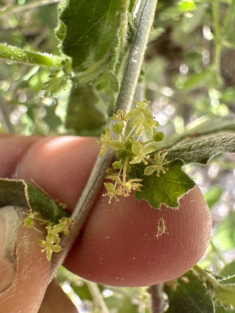 Desert Myrtlecroton photo 8