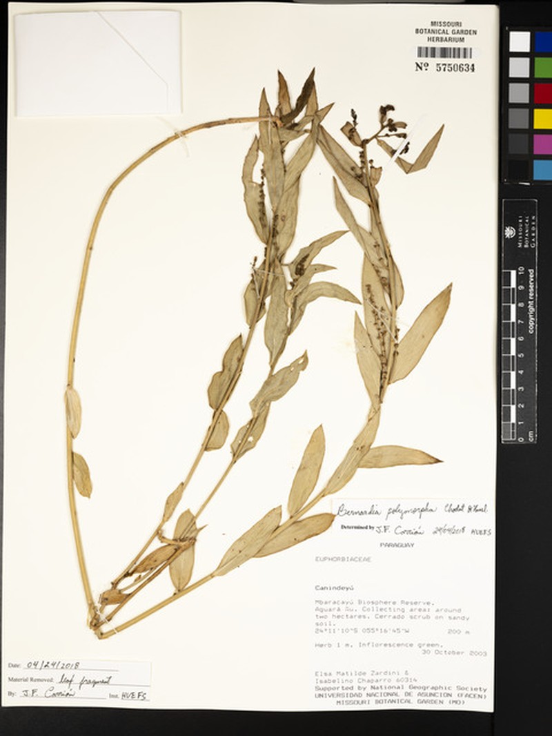 Bernardia polymorpha