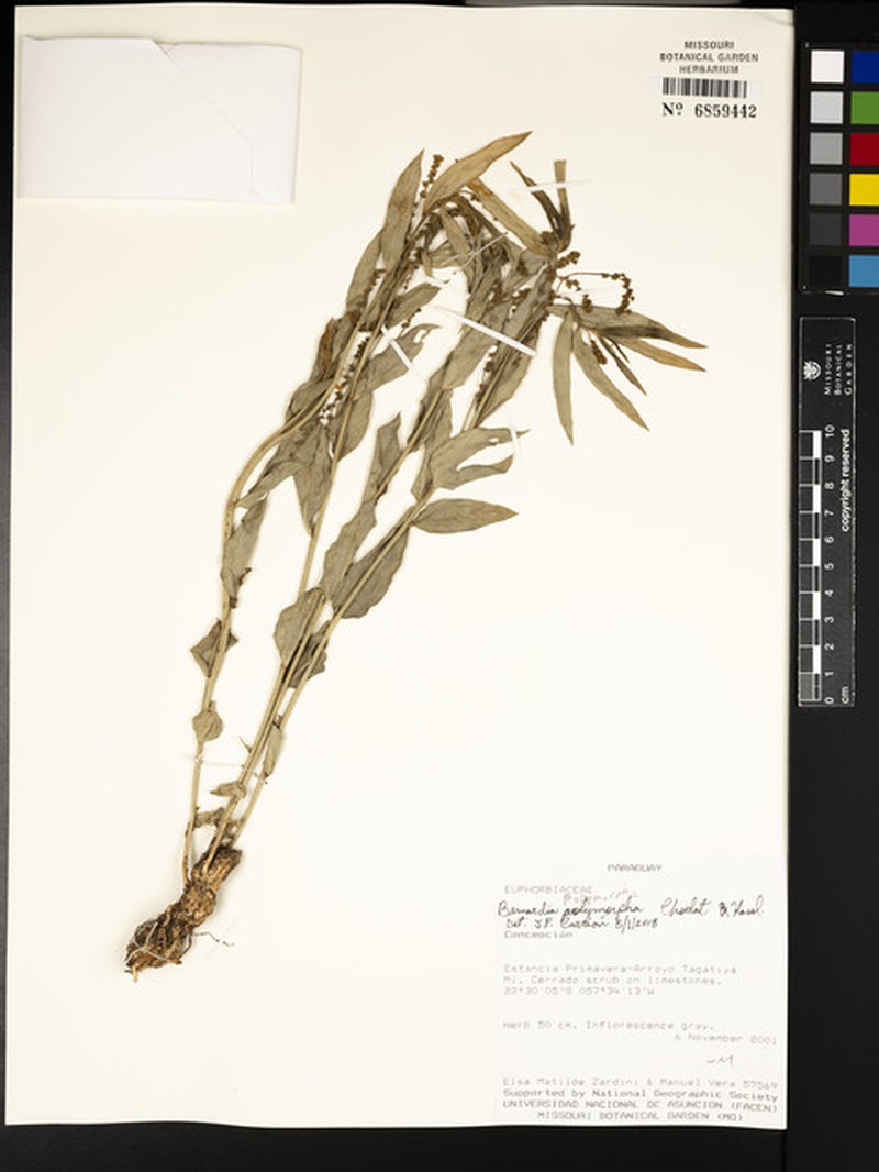 Bernardia polymorpha photo 2