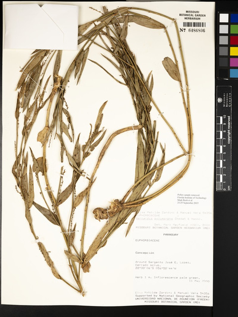 Bernardia polymorpha photo 3