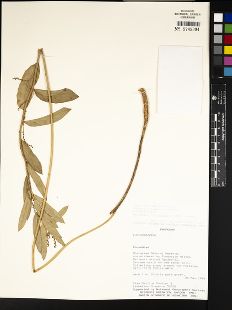 Bernardia polymorpha photo 4