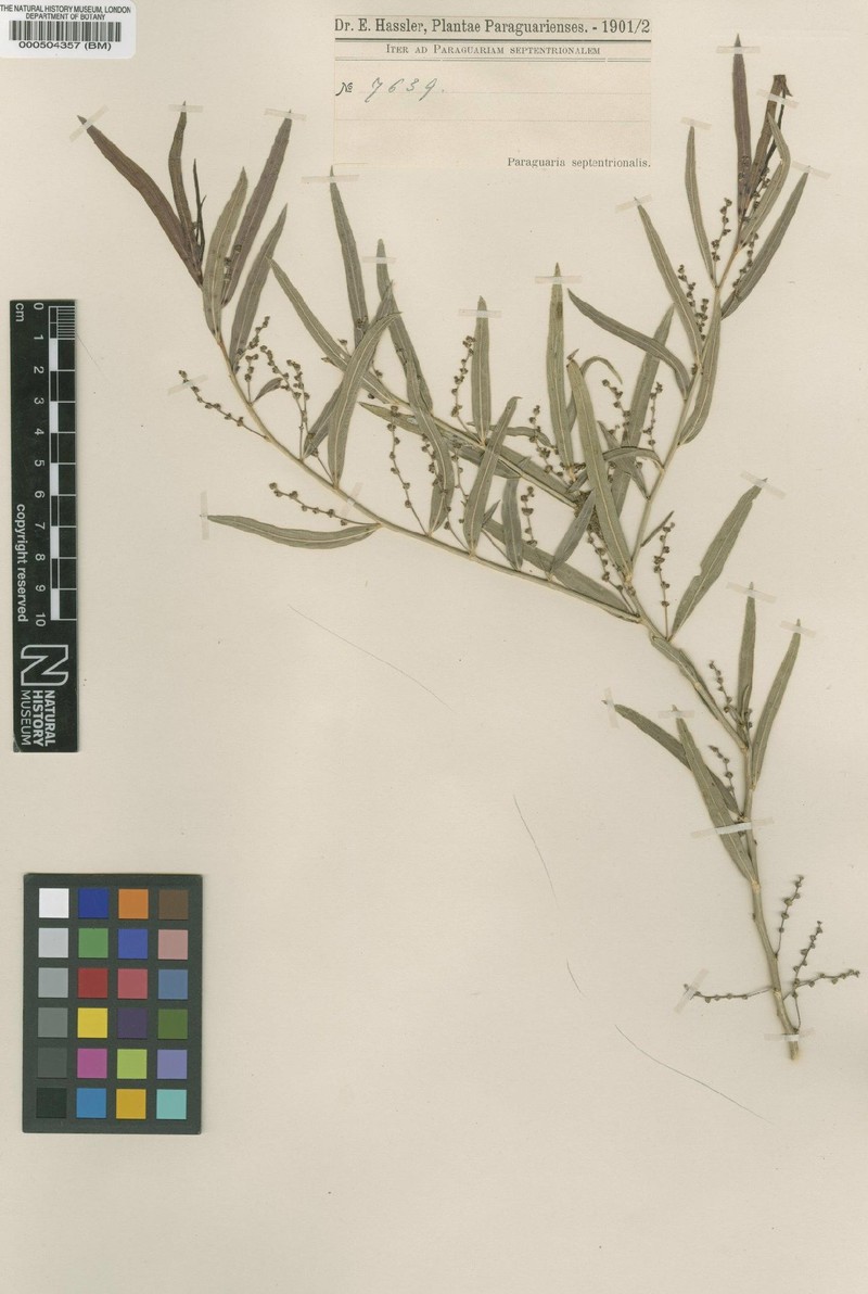 Bernardia polymorpha var. curuguatensis