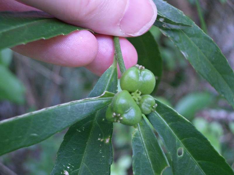 Bernardia pulchella