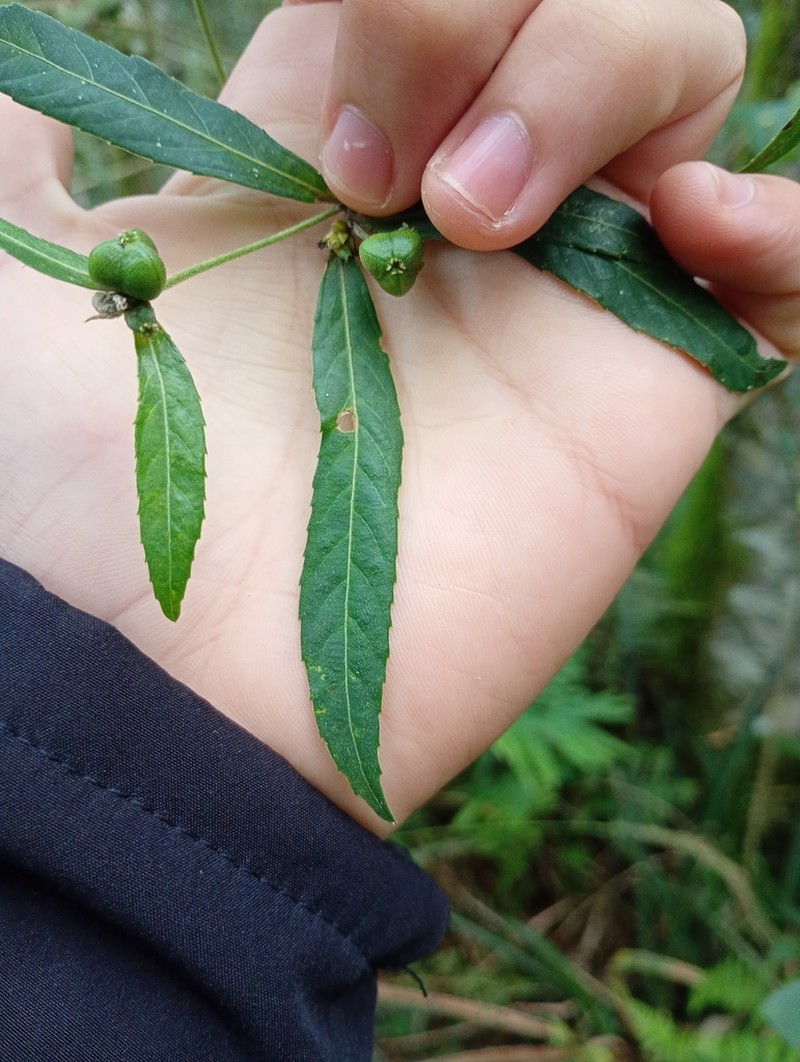 Bernardia pulchella photo 2