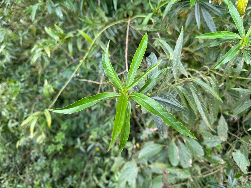 Bernardia pulchella photo 4