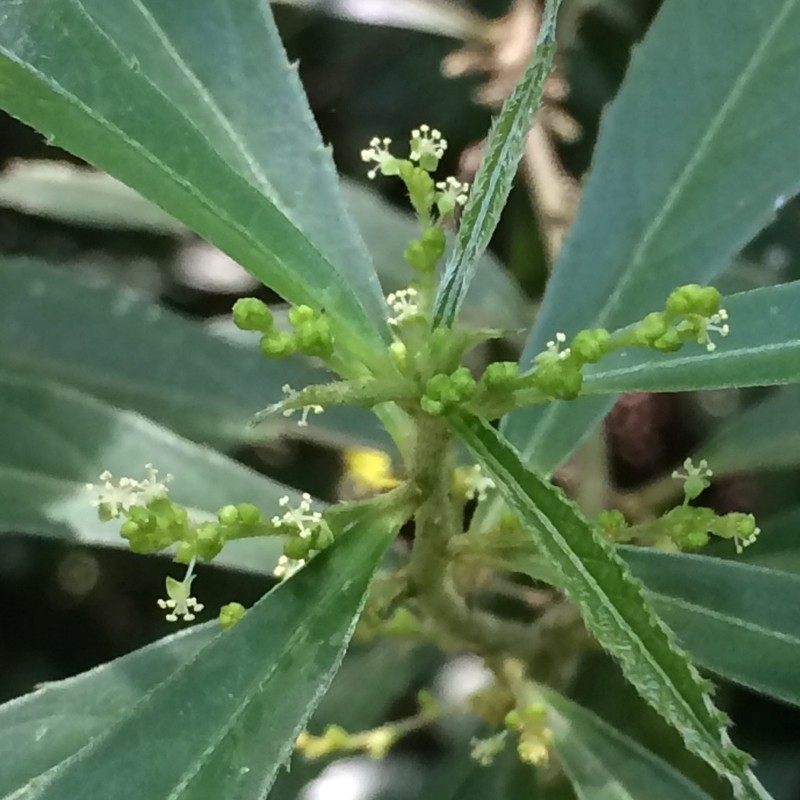 Bernardia pulchella photo 5