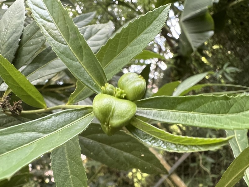Bernardia pulchella photo 6