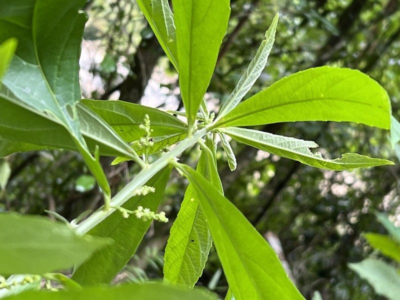 Bernardia pulchella photo 7