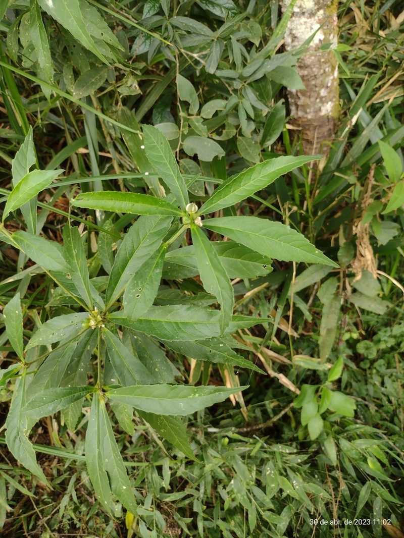 Bernardia pulchella photo 8