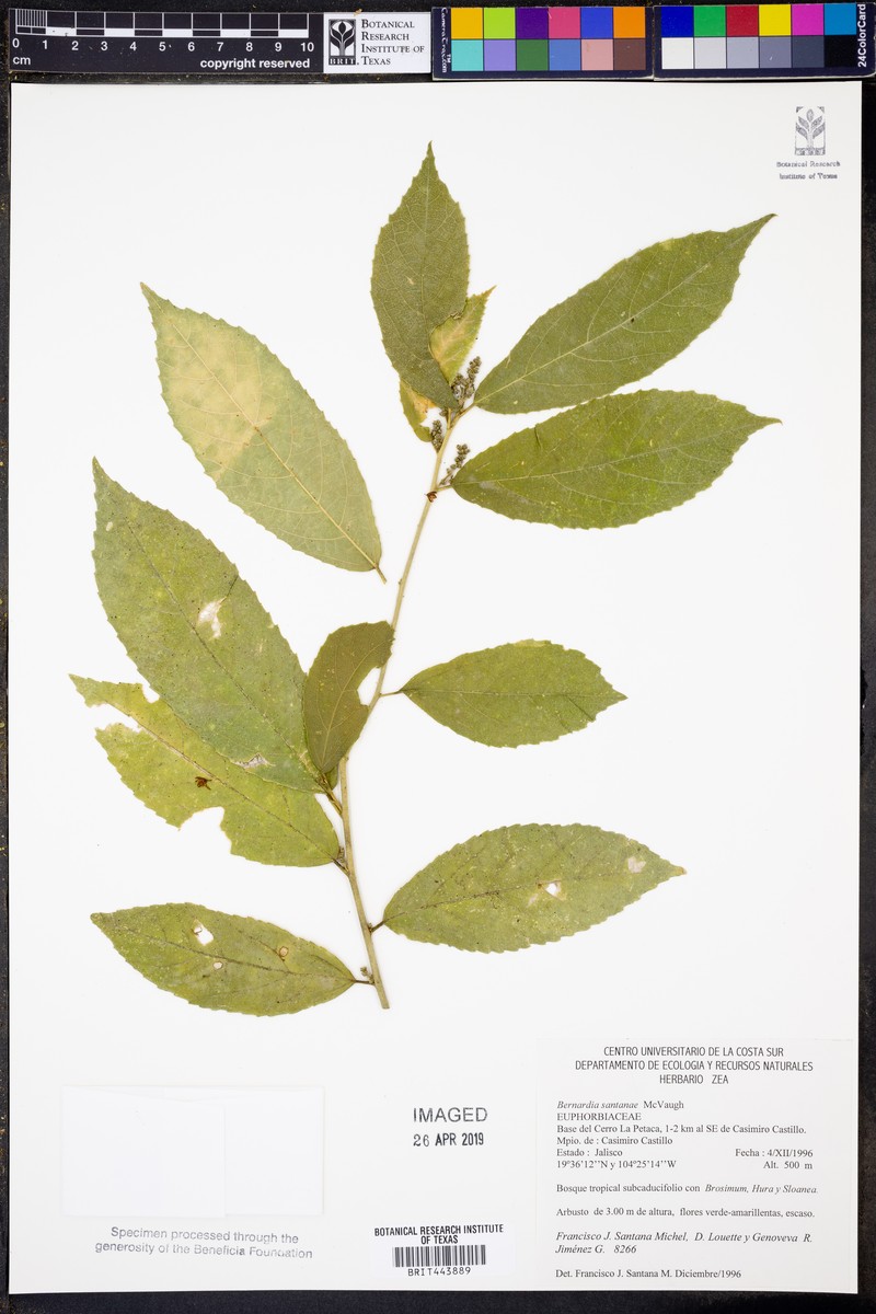 Bernardia santanae