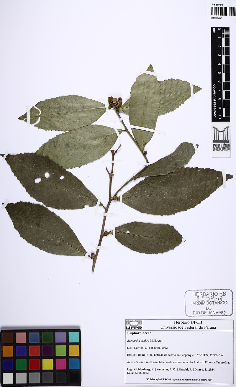 Bernardia scabra