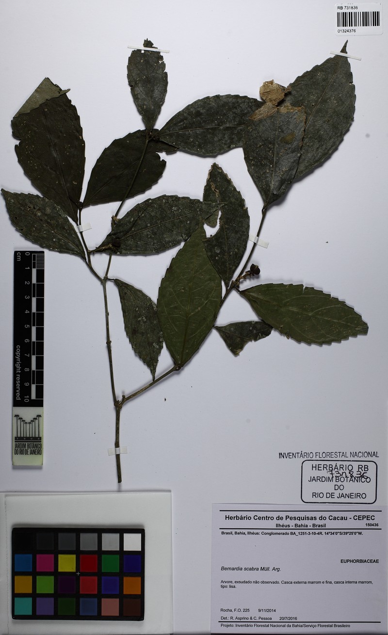 Bernardia scabra photo 2