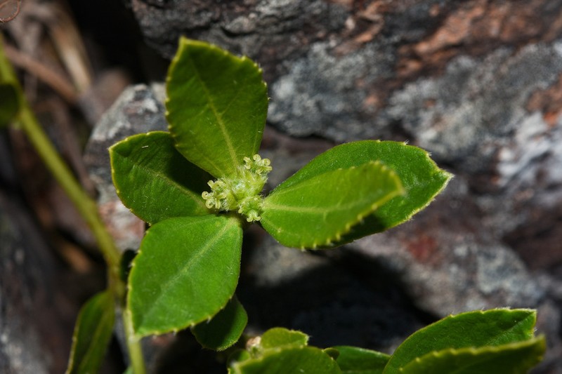 Bernardia sellowii photo 2