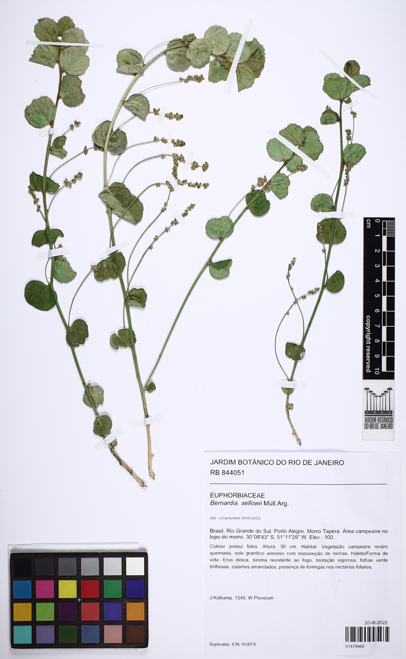 Bernardia sellowii photo 4