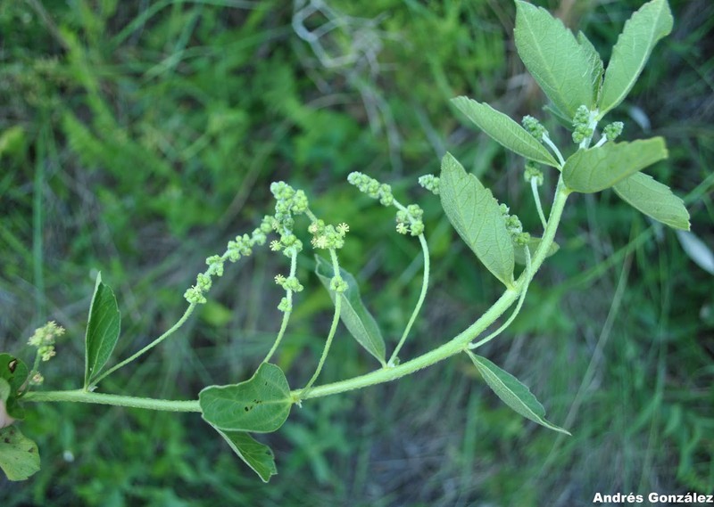 Bernardia sellowii