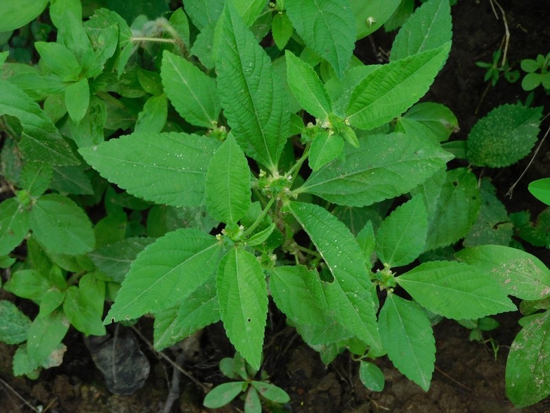 Bernardia sidoides