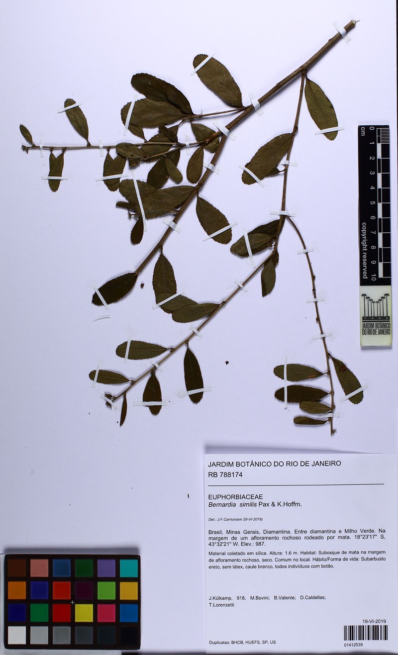 Bernardia similis