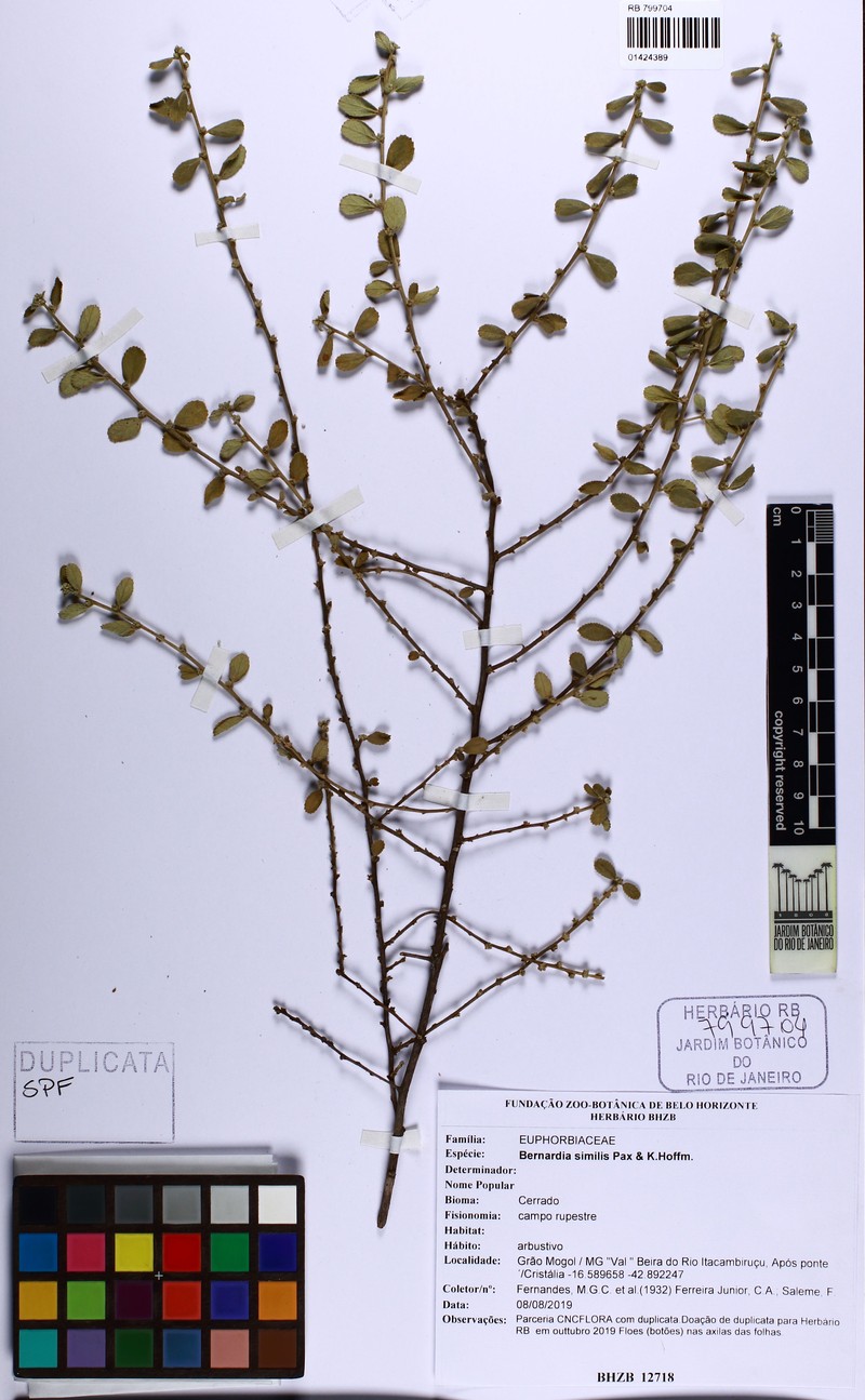Bernardia similis photo 4
