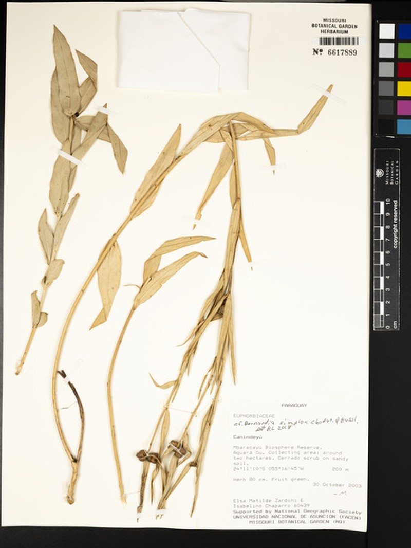 Bernardia simplex