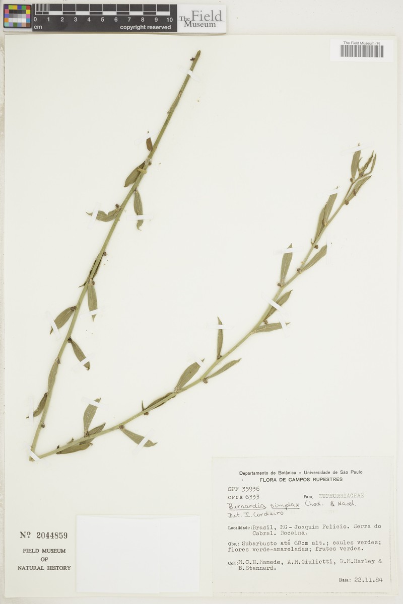 Bernardia simplex photo 2